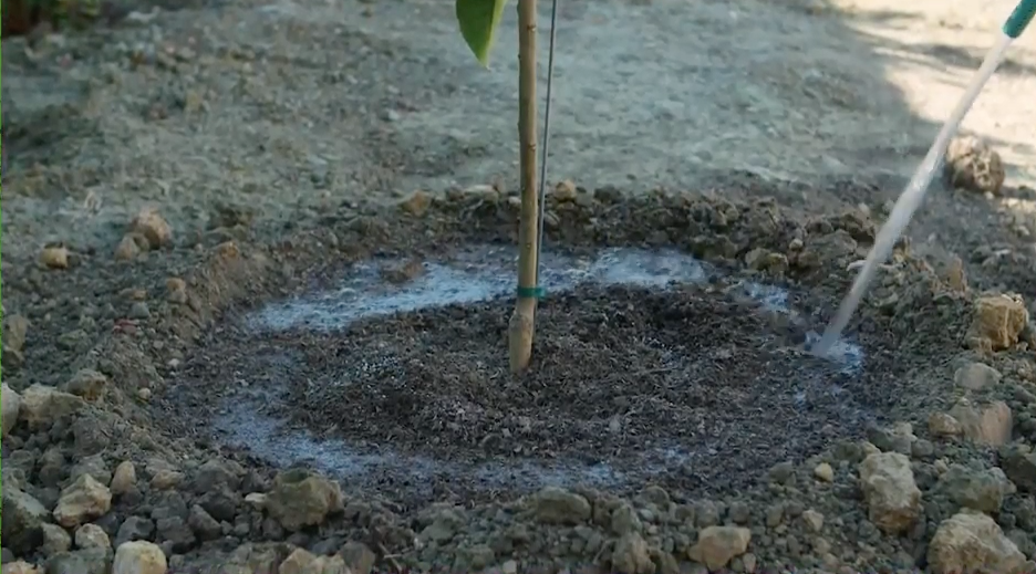 watering jujube